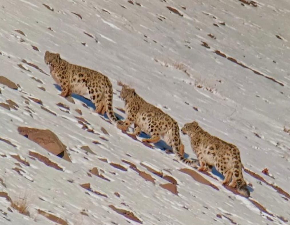 Snow Leopard trek