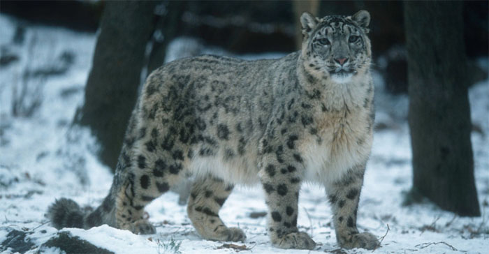 ladakh Snow leopard adventure
