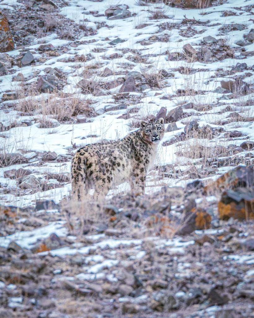 Snow leopard