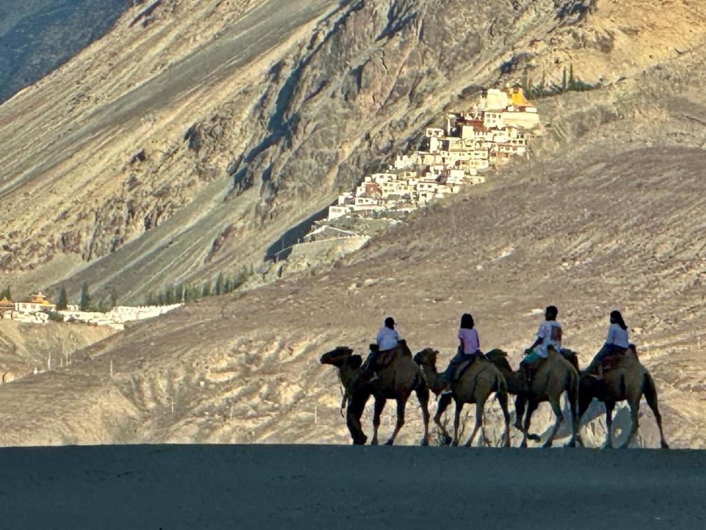 snow leopard adventure ladakh