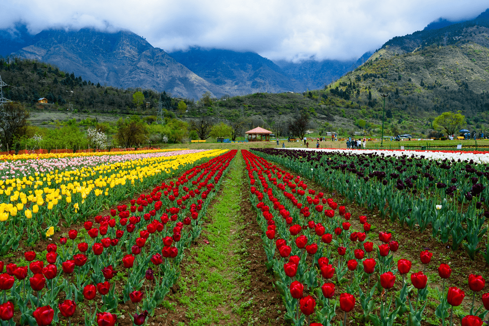Kashmir tulip season Tour Package