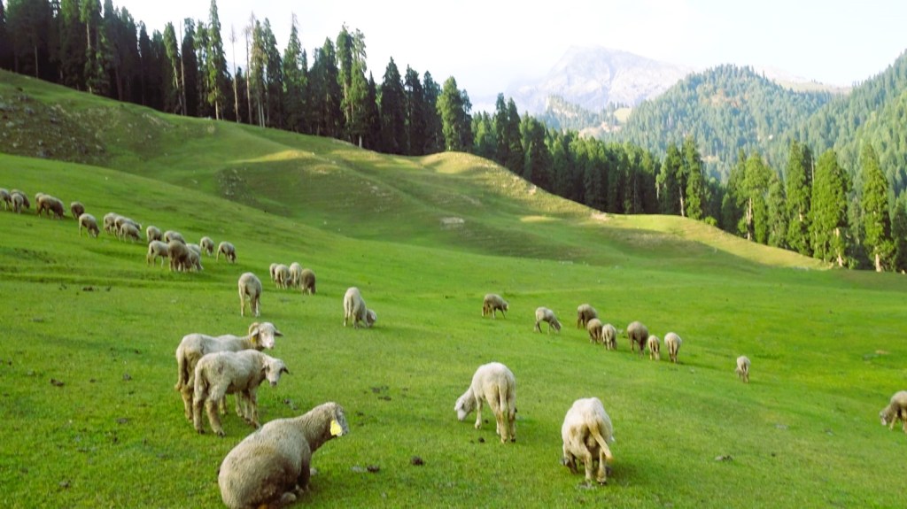 nafran trek