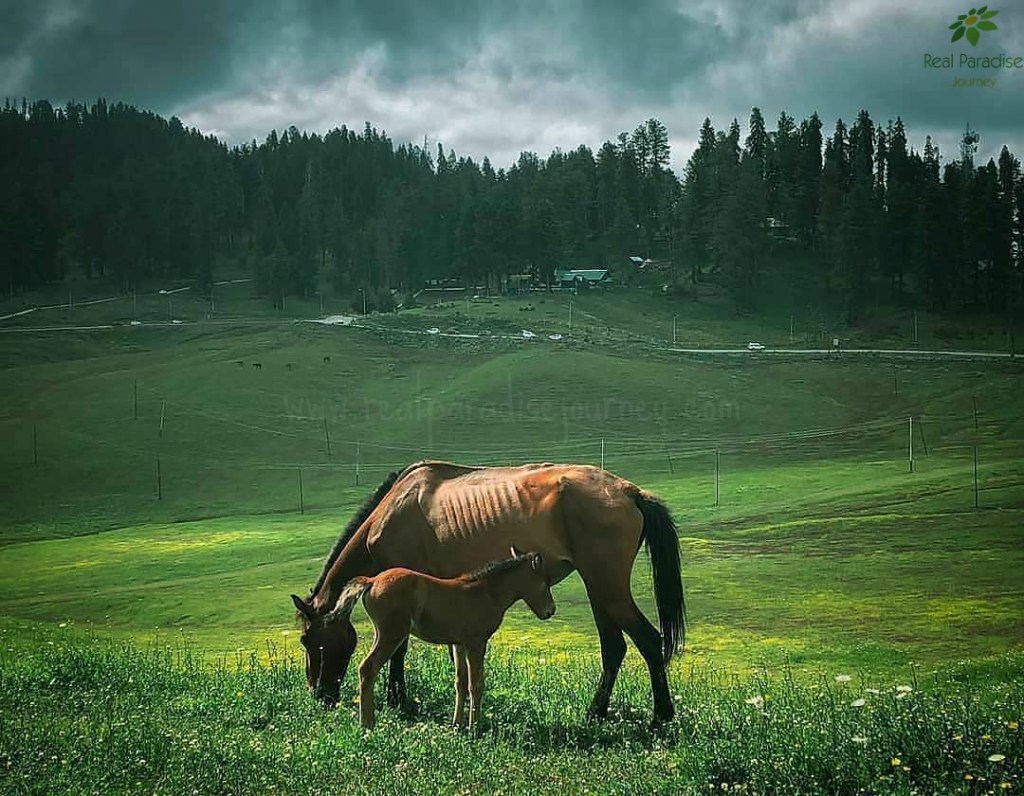 Pahalgam tarsar marsar lake trek